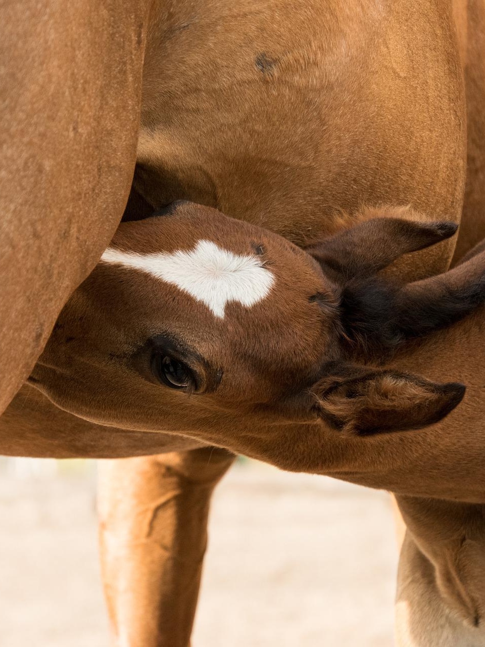 foal g2ad873f29 1920